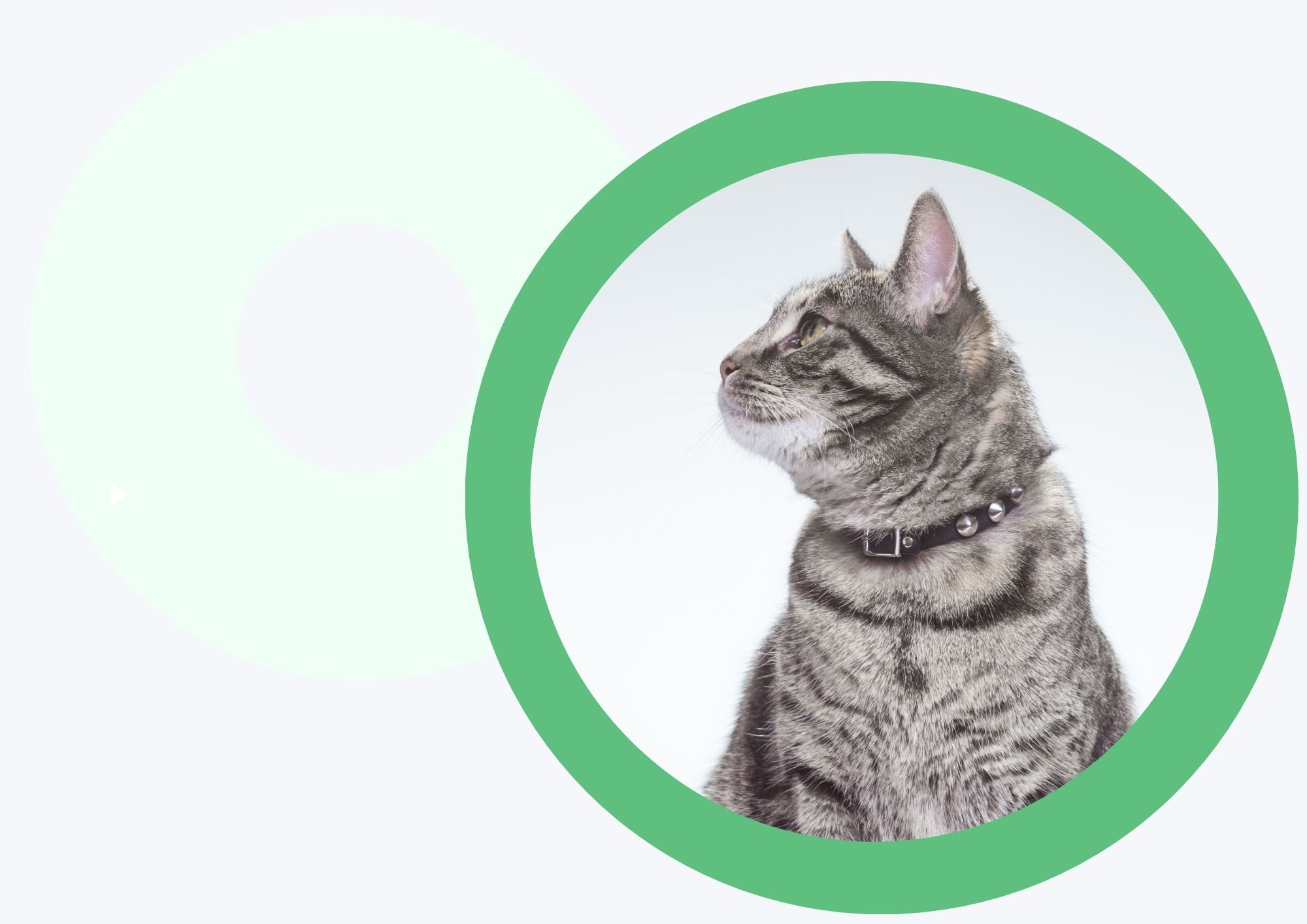NFDO Dierenhulporganisaties
