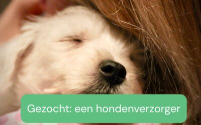 Gezocht: een enthousiaste dierverzorger honden
