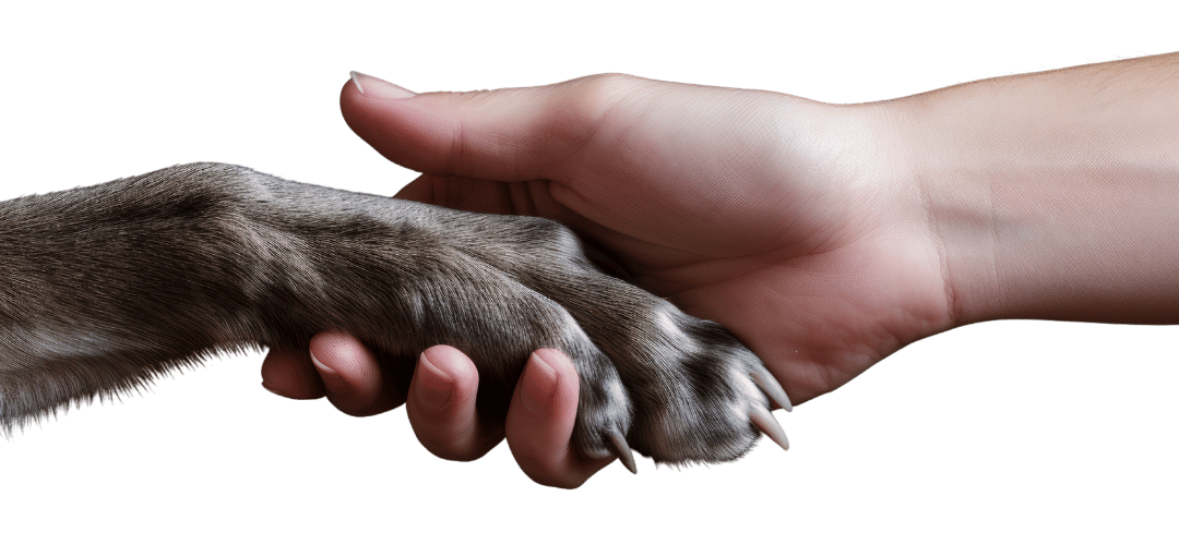 Vacature: voorzitter NFDO