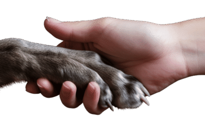 Vacature: voorzitter NFDO