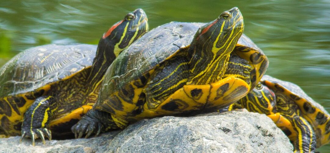 Schildpaddenopvang doet oproep: structurele steun hard nodig