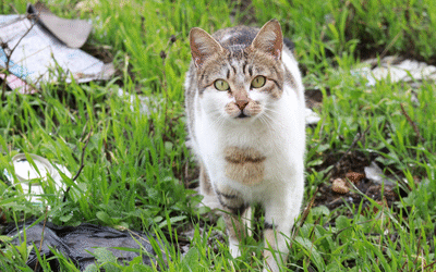 Minder zwerfkatten zonder afschot