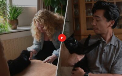 Een kattenoppas aan huis