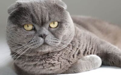 Houdverbod voor vouwoorkatten en naaktkatten per 1 januari 2026