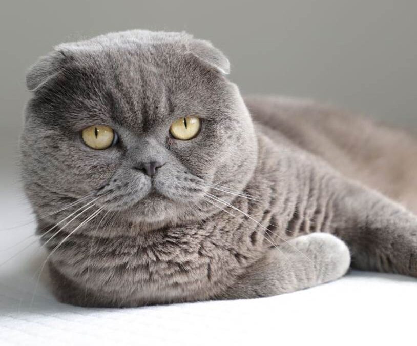 Houdverbod voor vouwoorkatten en naaktkatten per 1 januari 2026