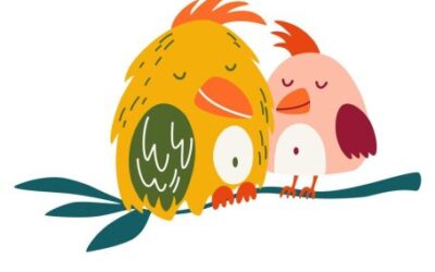 Aankondiging aspirant-lidmaatschap Stichting Papegaaienopvang Friesland