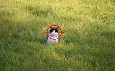 Petitie tegen afschot van katten